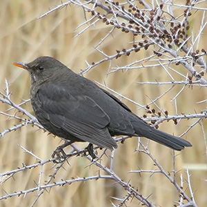 Eurasian Blackbird